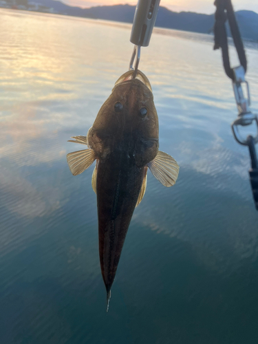 マゴチの釣果