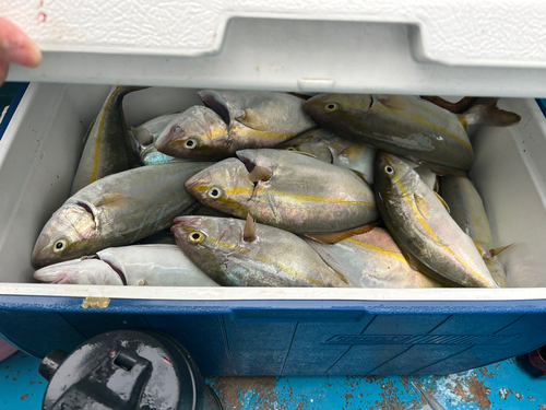 ショゴの釣果