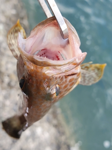 オオモンハタの釣果