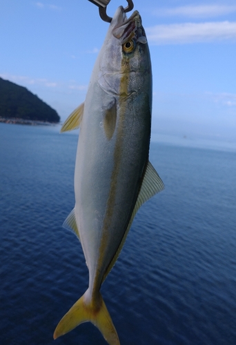 イナダの釣果