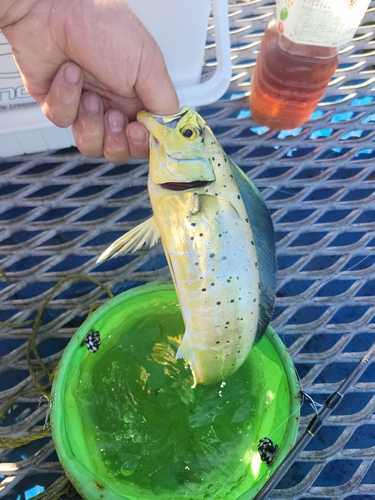 シイラの釣果