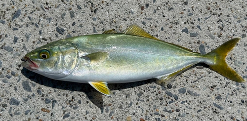 ワカシの釣果