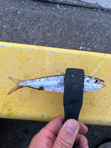 イワシの釣果