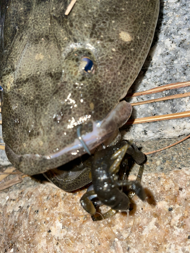 コチの釣果