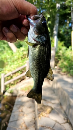 ラージマウスバスの釣果