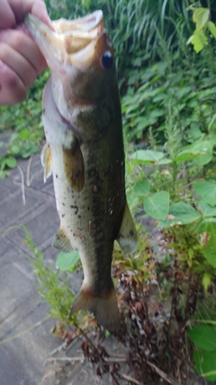 ブラックバスの釣果