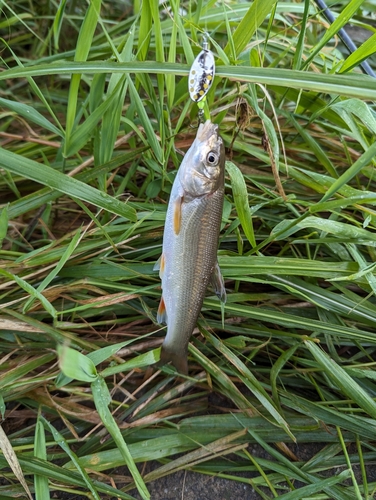 ウグイの釣果