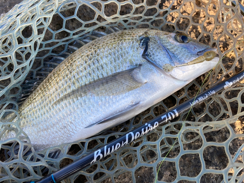 ミナミクロダイの釣果