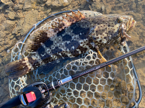 ヤイトハタの釣果