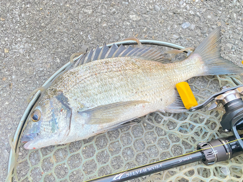 ミナミクロダイの釣果