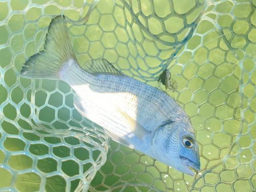 ミナミクロダイの釣果