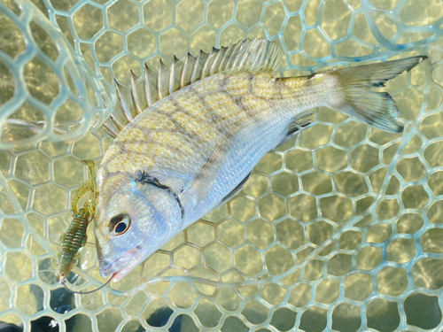 ミナミクロダイの釣果