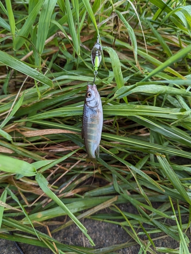 オイカワの釣果