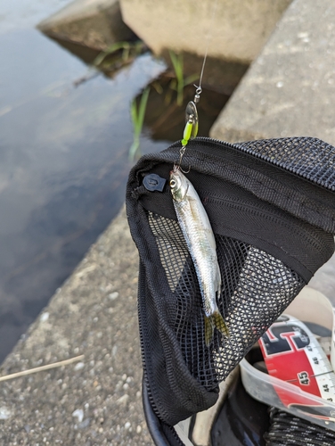 オイカワの釣果