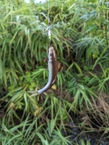 オイカワの釣果