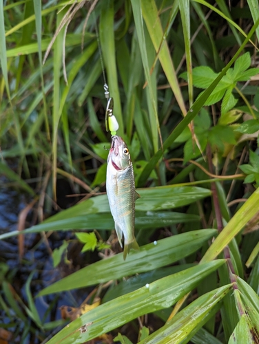 オイカワの釣果