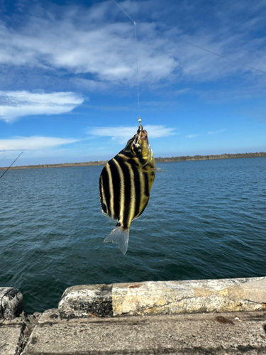 カゴカキダイの釣果