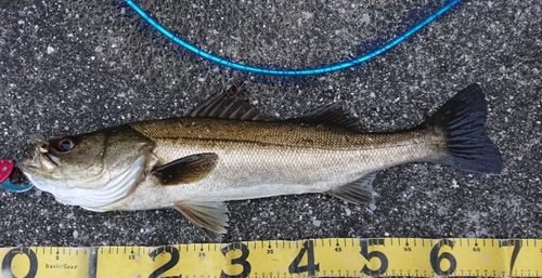 シーバスの釣果