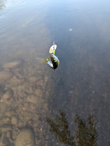 オイカワの釣果