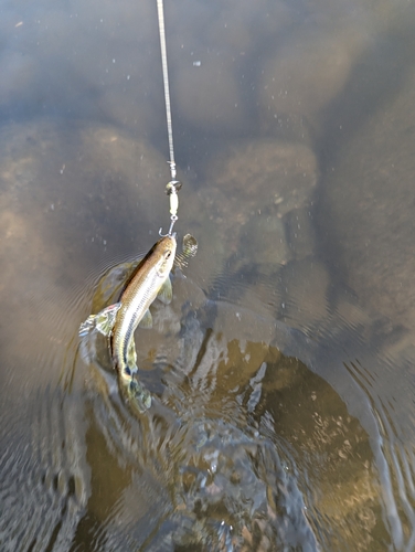 カワムツの釣果