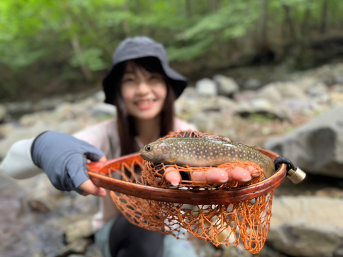 イワナの釣果