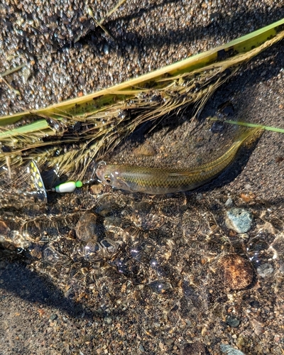 オイカワの釣果