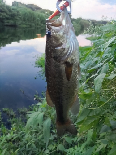 ブラックバスの釣果