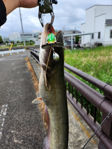 ナマズの釣果