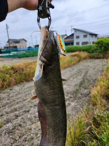 ナマズの釣果