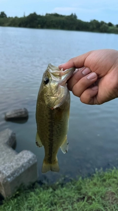 ラージマウスバスの釣果