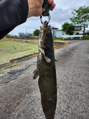 ナマズの釣果