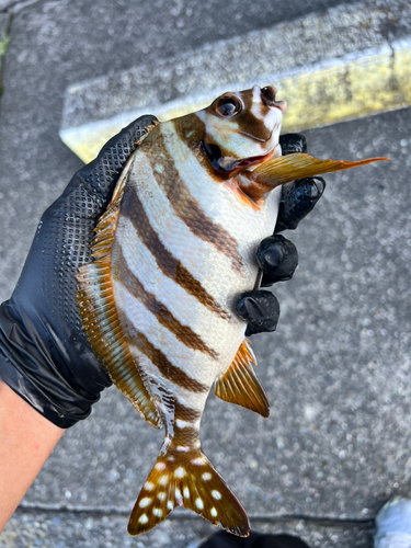 タカノハダイの釣果