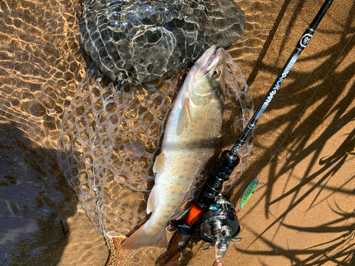 イワナの釣果