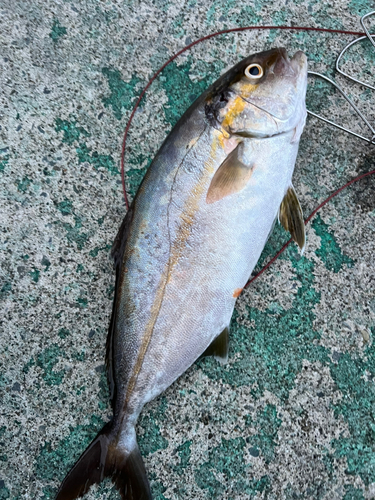 ネリゴの釣果