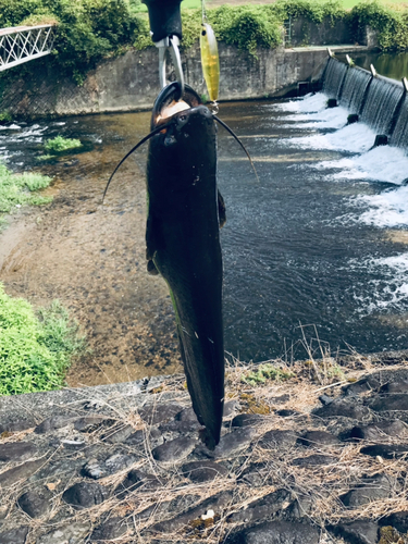 マナマズの釣果