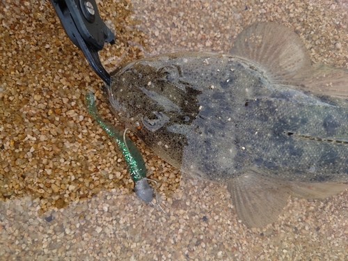 マゴチの釣果