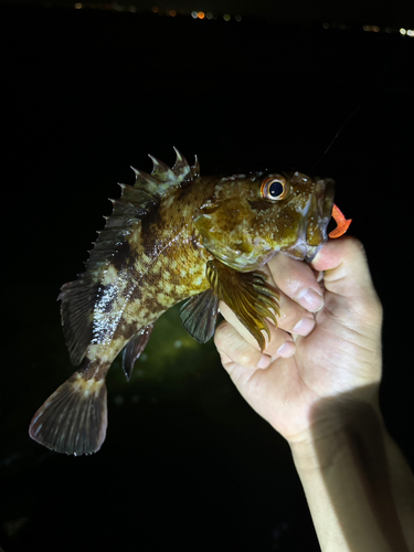 カサゴの釣果