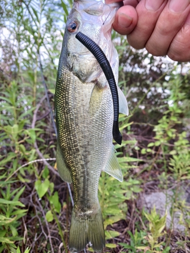 ラージマウスバスの釣果