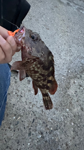 タケノコメバルの釣果