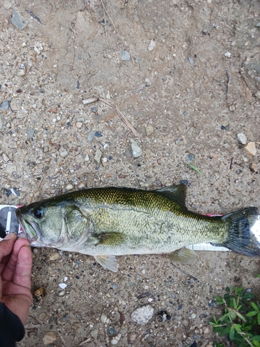 ラージマウスバスの釣果