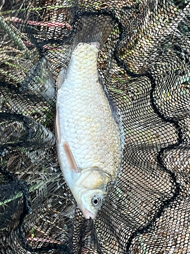 フナの釣果