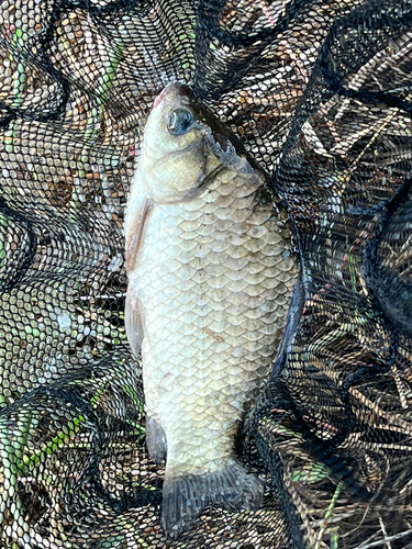 フナの釣果