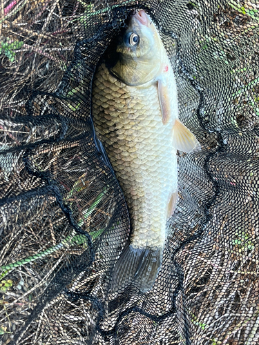 フナの釣果