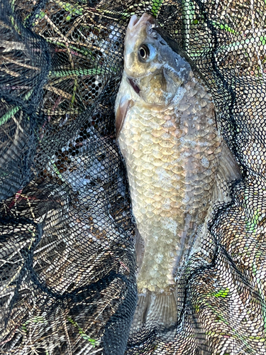 フナの釣果