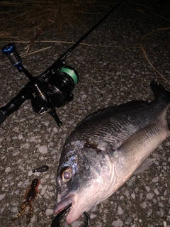 キチヌの釣果