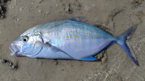 ナンヨウカイワリの釣果