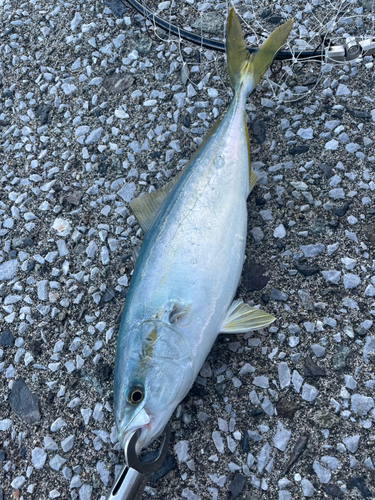 ヤズの釣果