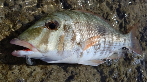 マトフエフキの釣果