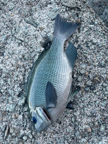 グレの釣果