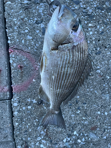 ヘダイの釣果